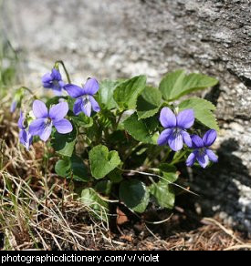 Photo of a violet