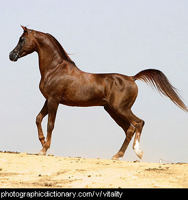 Photo of a horse