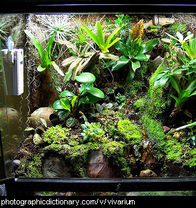 Photo of a vivarium