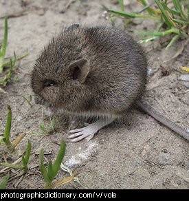 Define Voles