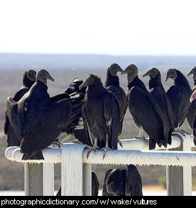 What Is A Group Of Vultures Called 53