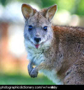 Photo of a wallaby