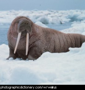 Photo of a walrus