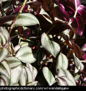 Photo of a wandering jew