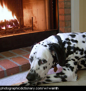 Photo of a dog in front of a fire