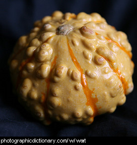 Photo of a warty gourd