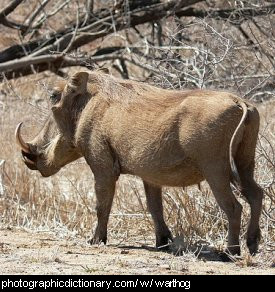 Photo of a warthog