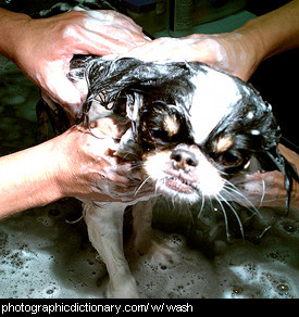 Photo of a dog being washed.