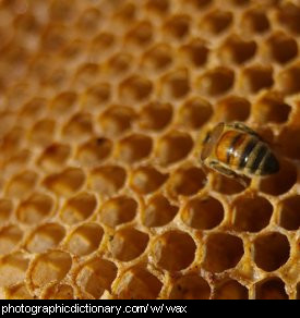 Photo of beeswax