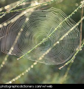 Photo of a spider web