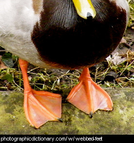 Photo of a duck's feet