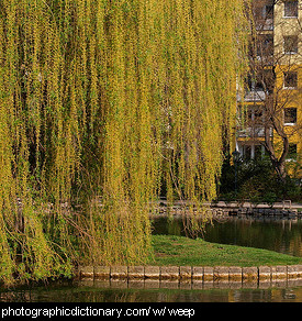 Photo of a weeping willow