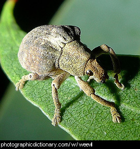 Photo of a weevil