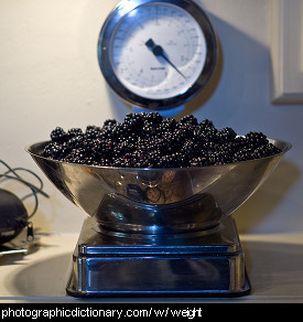 Photo of some blackberries on a scale