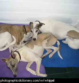 Photo of whippets