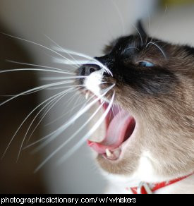 Photo of a cat's whiskers
