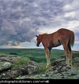 Photo of a wild horse.