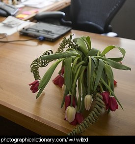 Photo of a vase of wilted flowers