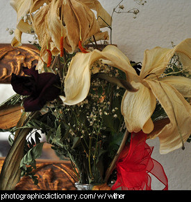 Photo of withered flowers