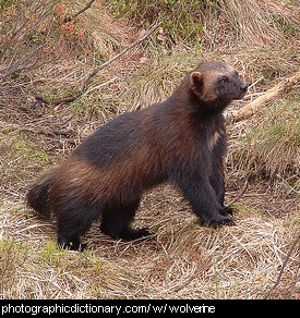Photo of a wolverine