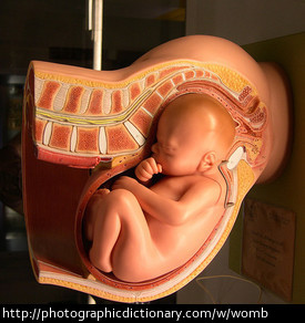 A diagram of a baby in a womb.
