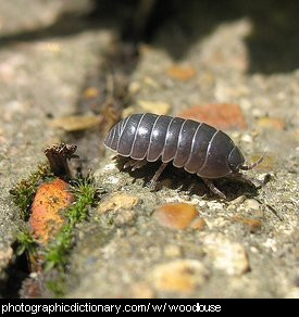 Slaters Woodlice