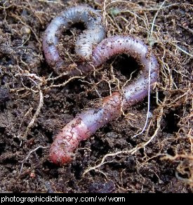 Photo of an earthworm