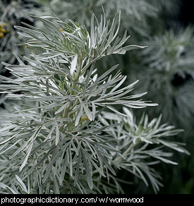 Photo of wormwood foliage