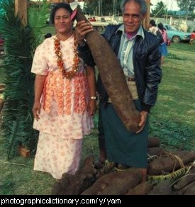 Photo of a yam