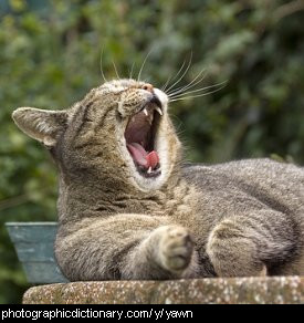 Photo of a cat yawning