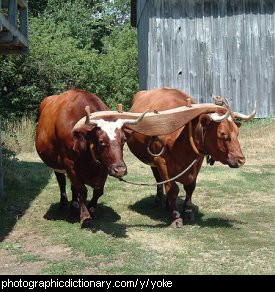 Photo of yoked oxen
