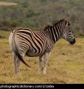 Photo of a zebra