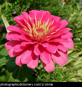 bright pretty flowers