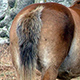 Photo of a horses rump