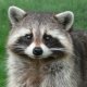 Photo of a raccoon