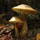 Photo of mushrooms.
