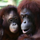 Photo of orangutans