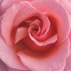 Photo of a perfect rose
