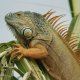 Photo of an iguana.