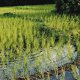 Photo of a rice paddy
