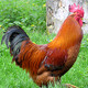 Photo of a rooster.