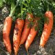 Photo of carrots.