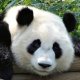 Photo of a panda.