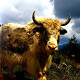 Photo of a yak