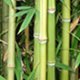 Photo of bamboo