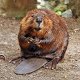 Photo of a beaver.