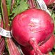 Photo of beets.