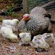 Photo of a hen with a brood of chickens