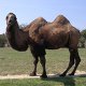 Photo of a camel.