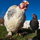 Photo of chickens
